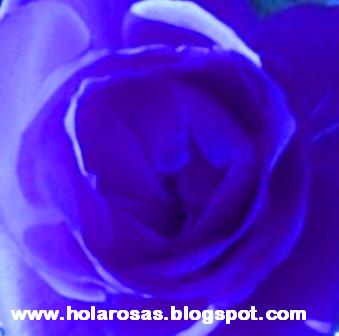 rosas azules.jpg