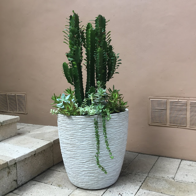 cactus, cacti, cactus planter, sedum succulent, succulents, succulent planter, Euphorbia trigona 'African Milk Tree', miami succulents, miami cacti, miami cactus, garden design, custom planters, Portulacaria afra 'Elephant Bush' succulent, Graptosedum 