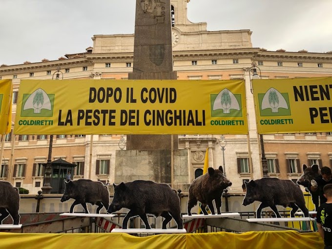 Cinghiali, Prandini: “L’esercito per fermare l’invasione”