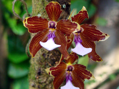 Orquídea Miltonia kayasimae