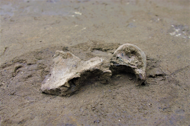 Almost complete skull of saber-toothed cat discovered in Schöningen 