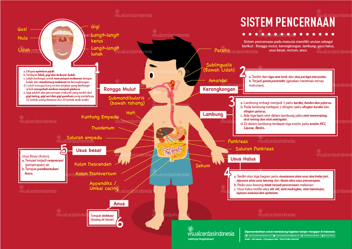  Fungsi  Sistem Pencernaan  Pada Manusia Biologi Edukasi 