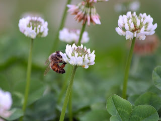 Bee in clover