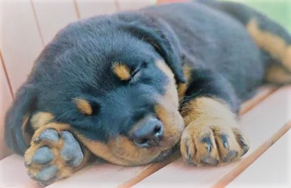 Tư thế ngủ của Rottweiler cho bạn biết điều gì?