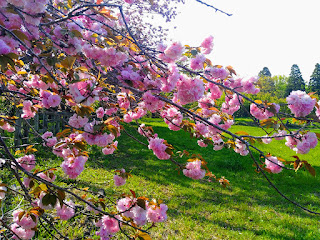 秋元牧場の八重桜。満開の八重桜とグリーンのくさはらがきれい。