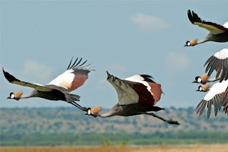 Bird Watching Tour In Uganda