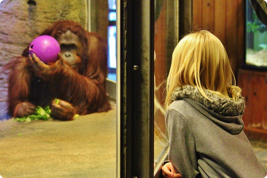 Zoo9 267