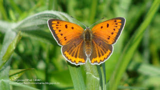 Lycaena dispar (female) DSC138987