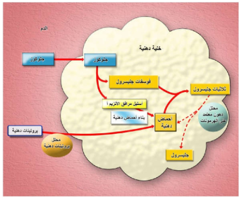 الشكل 14-27: أثر إنسولين على أيض الدهون. لاحظ أن إنسولين يثبط أنزيم محلل الدهون المعتمد على الهرمونات وبذا يثبط تحطيم ثلاثيات جليسرول، كما تشير لذلك الأسهم المتقطعة.