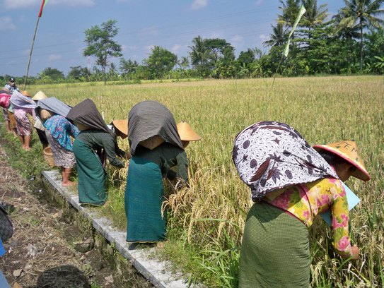  ada berbagai jenis alat maupun cara memetik Alat Perontok Padi Tradisional, Manual, Sederhana, Semi Modern, Mesin, dan Modern