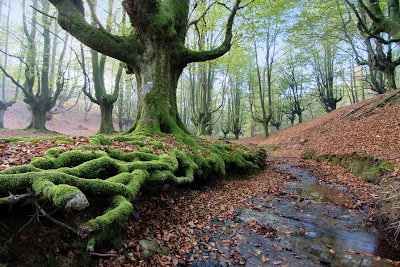 De regreso al bosque encantado - Returning to enchanted forest