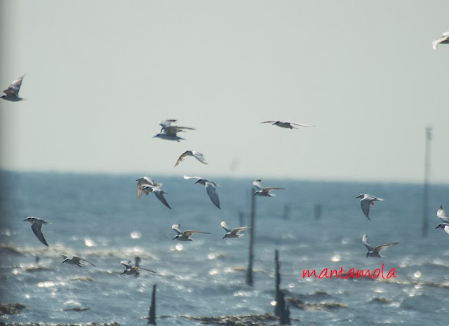 Common Tern