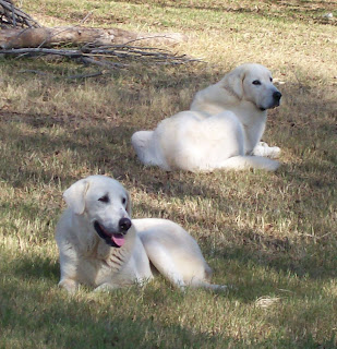 Akbash Dog Cute Dog