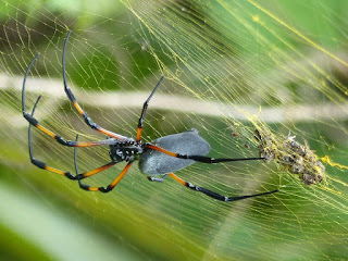 Nephila inaurata - Néphile dorée - Bibe