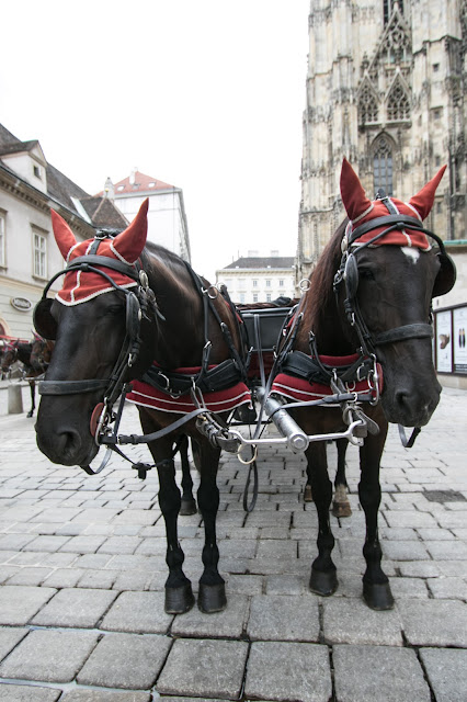 Carrozze con cavalli al Duomo (Stephansdom)-Vienna