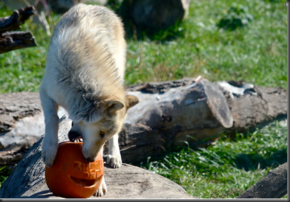 Pumpkin Bash_Woodlands Park Zoo_tumbler.com
