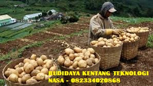 BUDIDAYA KENTANG TEKNOLOGI NASA - 082334020868