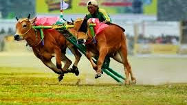 KARAPAN SAPI BUDAYA ASLI MADURA YANG TAK MENGENAL ZAMAN