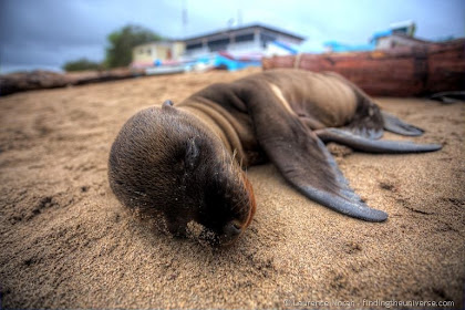 Die Galapagos-Reise–Wie bereite ich mich vor