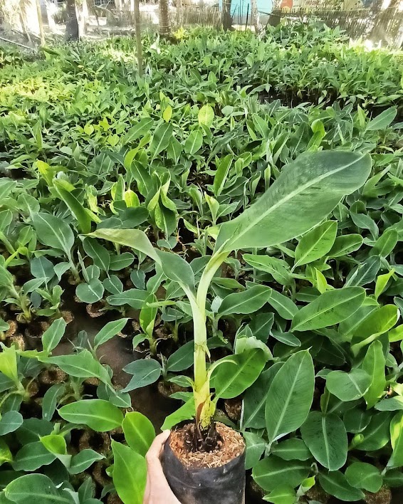 pisang rojo bulu palembang