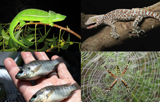 10 Contoh Hewan  dan Tumbuhan Insektivora  beserta Penjelasannya