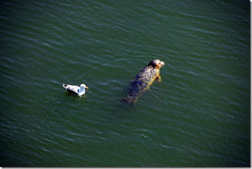 Seal 4