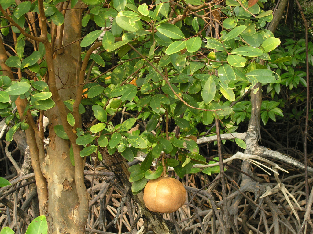 Mangrove Xylocarpus garantum