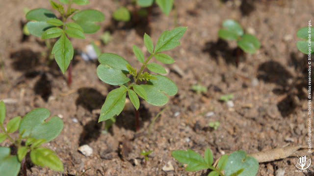 Plântulas de Jacaranda mimosifolia pós emergência em cultivo de solo nu.