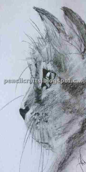 Cat Pencil Drawings Sketches and Ideas