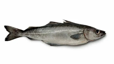 definición del pez abadejo en el diccionario de cocina del blog el mojo picón
