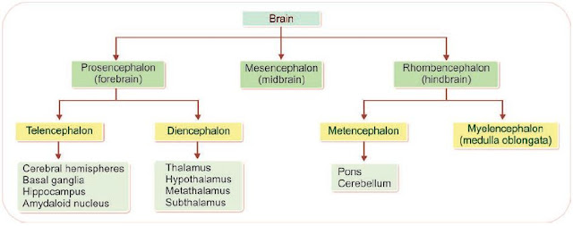 parts of brain