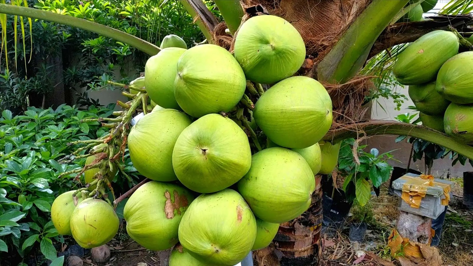 pohon kelapa pandan tanaman trend Maluku Utara