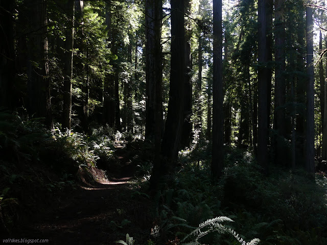 trail stretching downward among huge trees