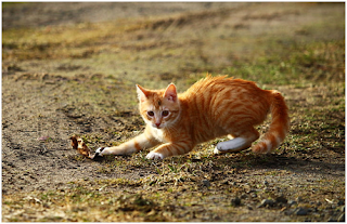 cat playing