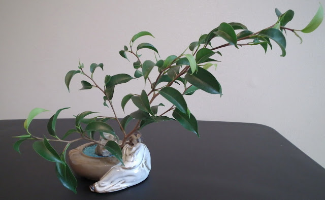 Small Ficus wiandi  plants in Chinese mudman ceramic pot