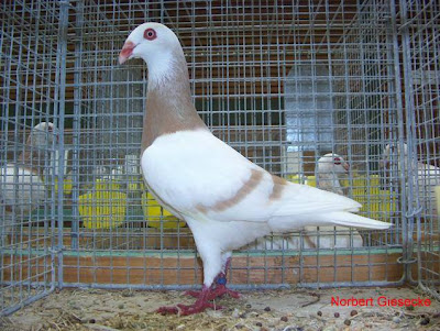 Danish Tumbler Pigeon