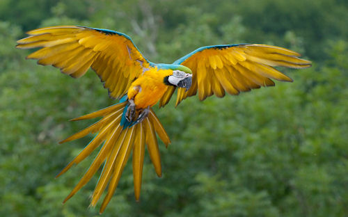 Perico de colores volando en las praderas