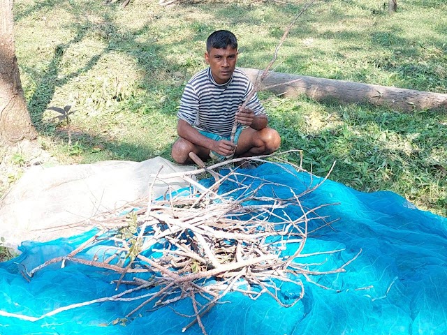 ডুমুরিয়ায় শিশু গাছের পোকা লাগানো ডাল একটি চক্র ভারতে পাচার করছে