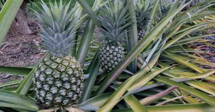 pineapple samahni valley azad kashmir image
