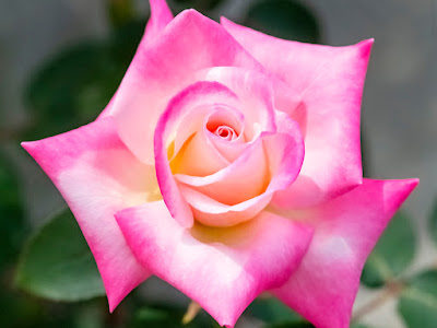 ピンク 薔薇 待ち受け 効果 120010-ピンク 薔薇 待ち受�� 効果
