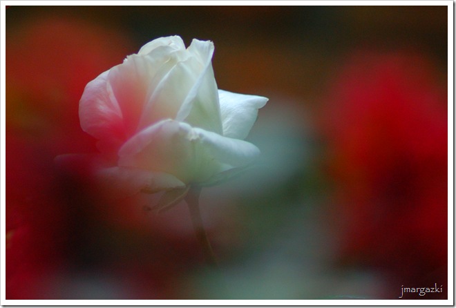 DSC_04760001