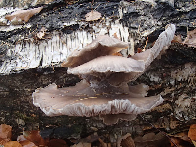 grzyby 2016, grzyby w listopadzie, grzyby w Krakowie, grzyby w Lasku Wolskim, grzyby zimowe, boczniak ostrrygowaty Pleurotus ostreatus, zimówka, płomiennica zimowa Flammulina velutipes, Uszak bzowy Auricularia auricula-judae, Wodnicha modrzewiowa Hygrophorus lucorum, opienka-ciemna-Armillaria-ostoyae, gąsówka-rudawa-Lepista-flaccida, czernidłak Coprinus