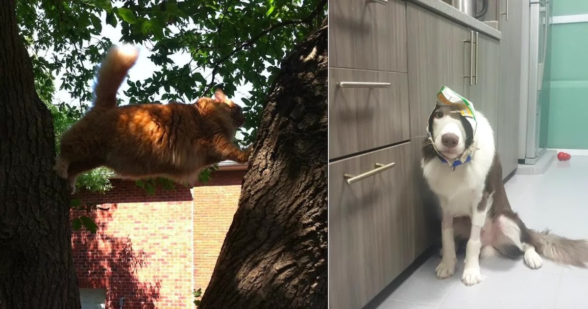47 Hilarious Photos Of Animals In Situations Where Things Go Wrong!