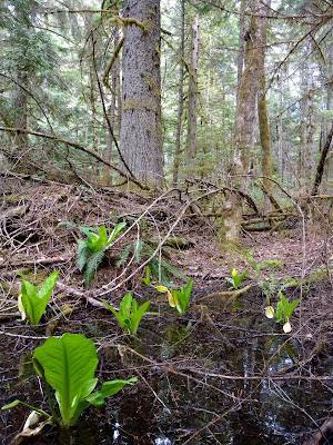 Endangered Wetland Forest ecosystem flourishes