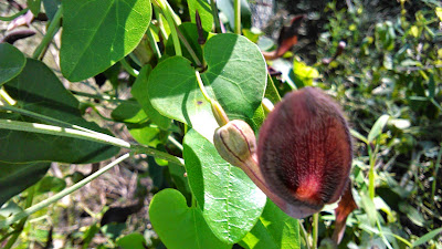 aristolochia baetica