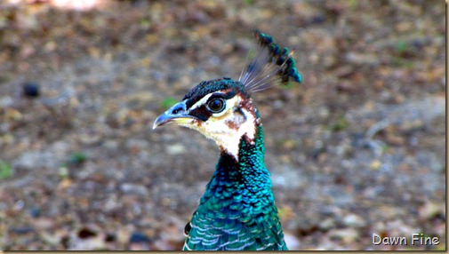 Peacocks @Magnolia Park, Apopka Florida_074