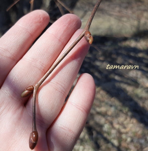 Липа амурская (Tilia amurensis)