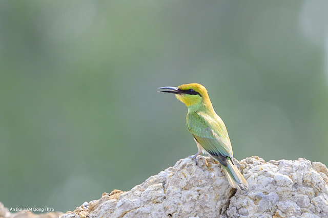 An Bui 2024 Dong Thap - Asian Green Bee Eater (Trảu đầu hung)