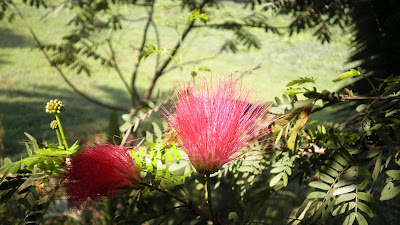 red flowers are good