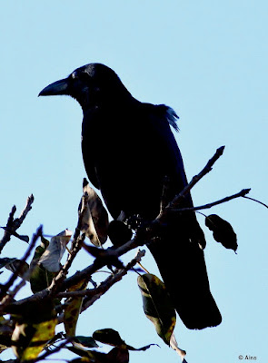 Large-billed Crow